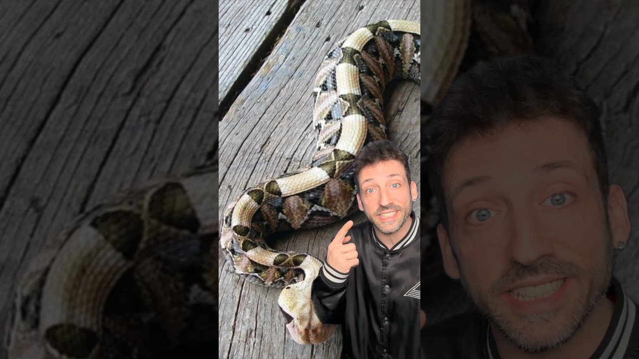 Змея, которую вы НЕ захотите видеть 👀 