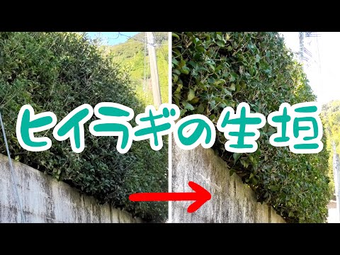 庭手入れ ヒイラギの生垣剪定編 Youtube