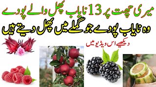 13 Rare fruit Plants on My Terrace | Those rare plants that fruiting in pots | Kitchen Gardening