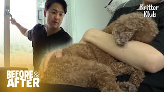 Dog's Everyday Life Turned Into A Trauma | Before & After Makeover Ep 25