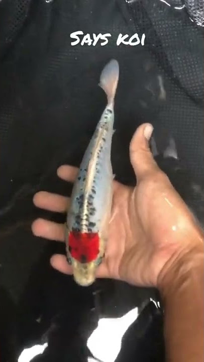 Ikan koi thanco kiko original koi says berkualitas