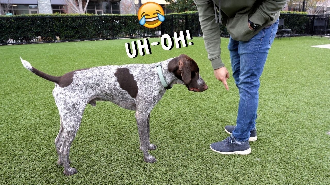 Dog pees on human and acts like nothing happened YouTube