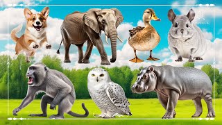 Cute Baby Monkeys: Dog, Elephant, Goose, Baboon, Owl & Hippopotamus - Animal Moments