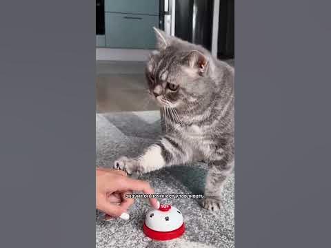 Как научить кошку команде ДЗЫНЬ - YouTube
