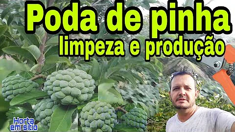 Qual o melhor adubo para o pé de pinha?