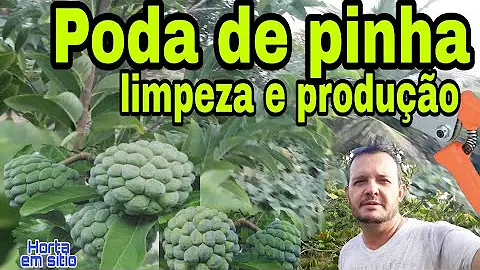 Quanto tempo demora para um pé de atemóia dar frutos?