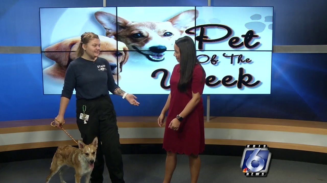 Pet Of The Week: Riff Raff - YouTube