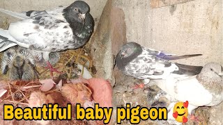 Pigeons na phir sa hatching start kr de🐦🕊️🐣🐣🥰🥰