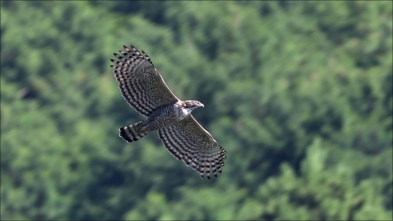 2021年10月3日撮影、クマタカ画像のスライドショー #クマタカ #野鳥撮影 #猛禽 #キャノンR5 - YouTube