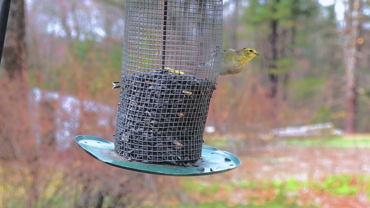 Bird TV: Backyard Birds | Monson, MA | April, 2025