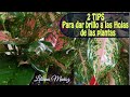 2 TIPS para dar BRILLO a las HOJAS de las PLANTAS / Liliana Muñoz
