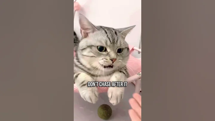 Psychological Tricks to Bond with Your Cat 🧠🐈