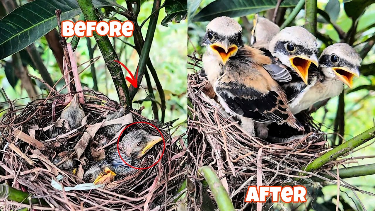 Unbelievable | A swarm of carnivorous ants invaded a baby bird's nest... And then this happened
