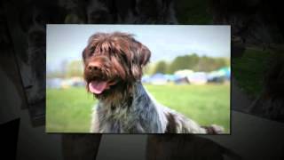 Wirehaired Pointing Griffon Temperament by Carmen Montes 2,235 views 9 years ago 45 seconds