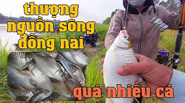 Fishing #2, Tiếp tục hành trình trở lại sông đồng nai câu cá và cái kết || #Lâm Hậu Giang Vlog