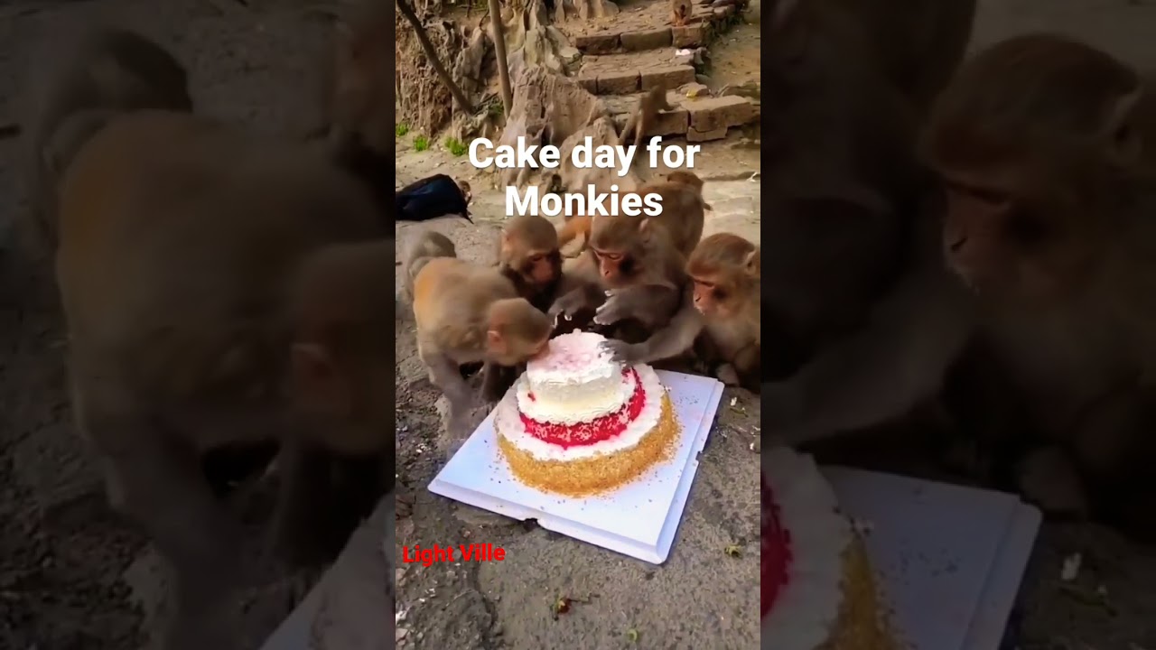 It’s cake day for monkeys. Monkey cake eating enjoying 😘 Wildlife