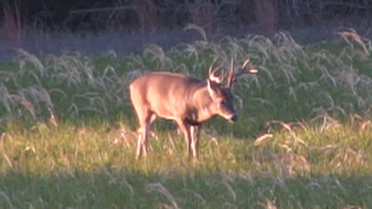 Giant Nebraska Whitetail YouTube