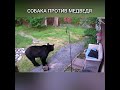 Собака против медведя