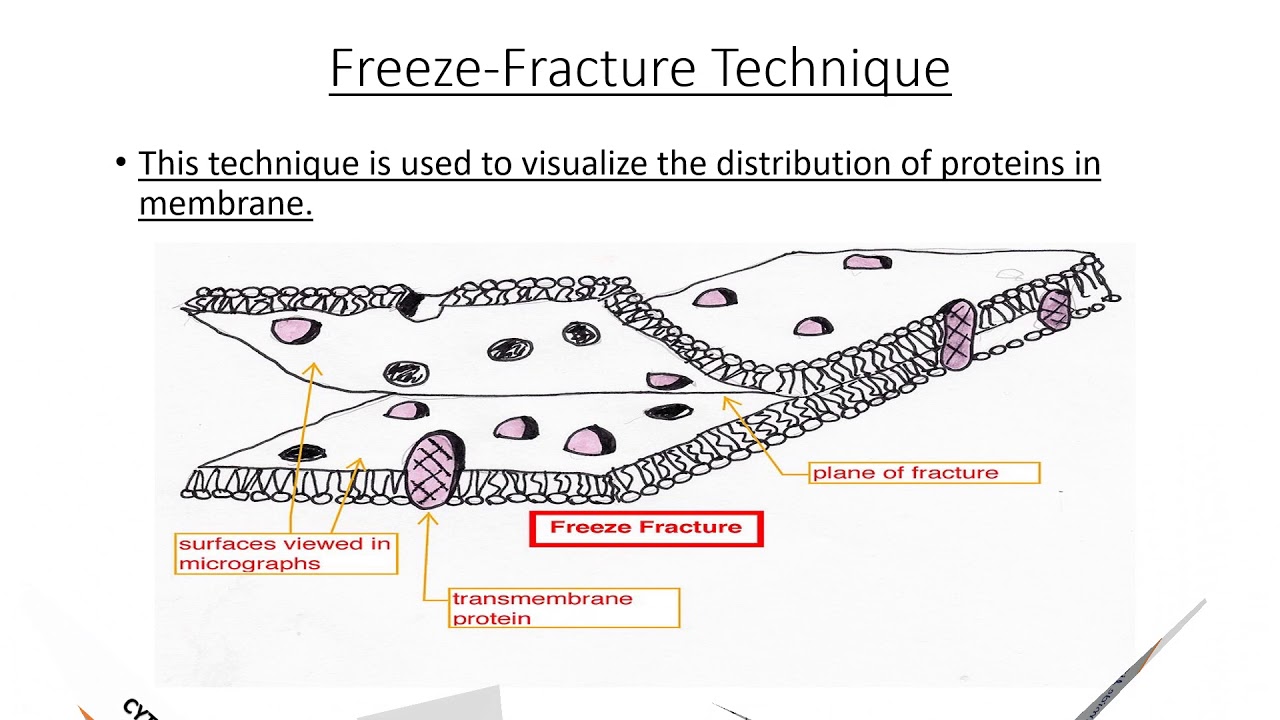 What is Freeze-Fracture Electron Microscopy?