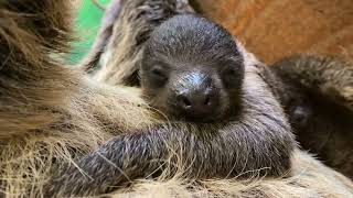 Stone Zoo welcomes baby sloth