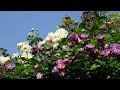 20150514 rose garden