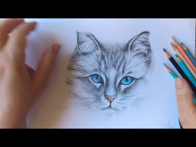 O processo de desenhar o retrato de um gato. desenho realista de um gato  com lápis de cor. local de trabalho do artista. artista no trabalho