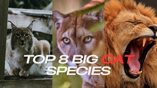 TOP 8 BIG CAT SPECIES