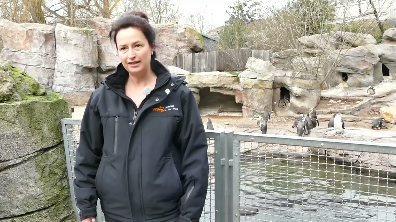 Besuch bei den Humboldt-Pinguinen zum Welt-Pinguin-Tag