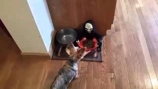 Owner Pranks Dog With Halloween Candy Bowl