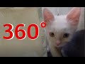 Small White Kitten Attack 360°