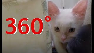 Small White Kitten Attack 360°