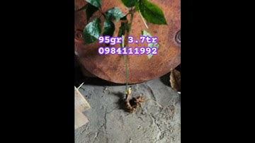 củ sâm rừng 95gr 0984111992 #sâm_ngọc_linh_rừng #sâm_ngọc_linh