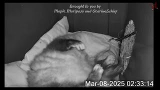 How Does an Opossum Sleep?
