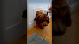 Doogie door custom built for my daughters play room #puppylife #doggieshorts #cutepuppy #cutedogs