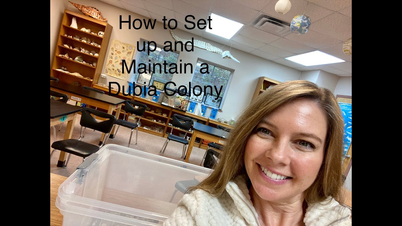 Dubia Roach Colony Setup and Maintenance- Fun Science with bugs for kids! Easy Dubia Sorting How To