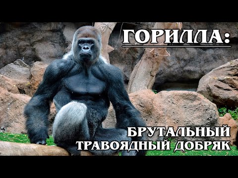 Video: Driopithecus: Lebenszeitraum, Habitat und Entwicklungsmerkmale