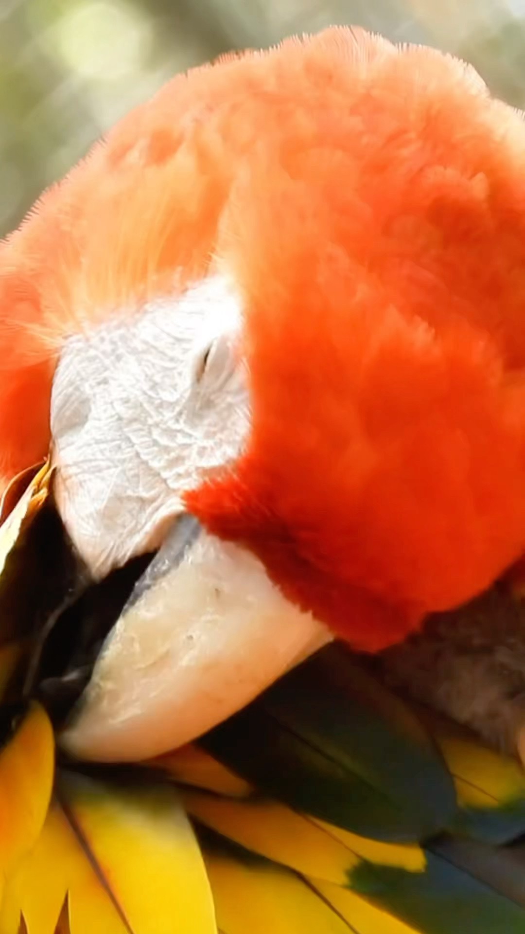 Amazing Parrot
