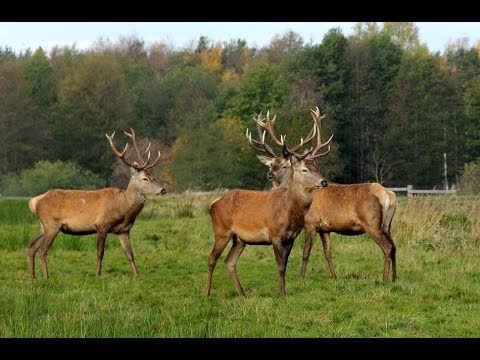 Video: Vai brieži ēdīs sirpjkājus?