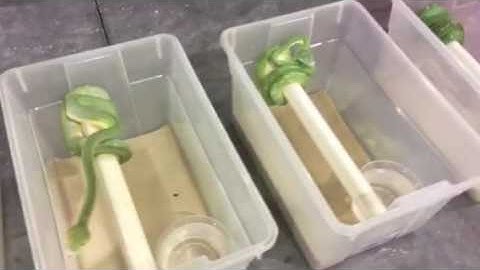 Moving Green Tree Python Racks Part 1