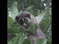 Baby loris | ベイビーロリス | Loris | Animals | Wildlife | Wild animals | Animal videos #shorts