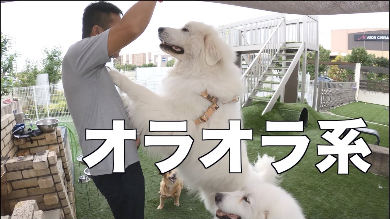 たくさんのおやつをワンコと飼い主にいただきました。感謝!