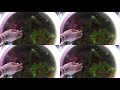 Guppy fishes growth in tubtank jagan sudarajan short