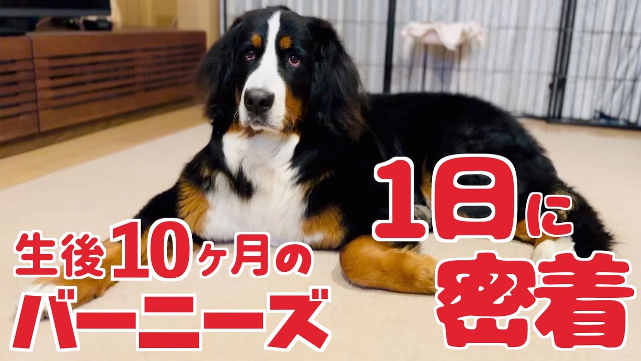 生後10ヶ月のバーニーズマウンテンドッグの1日に密着しました - YouTube