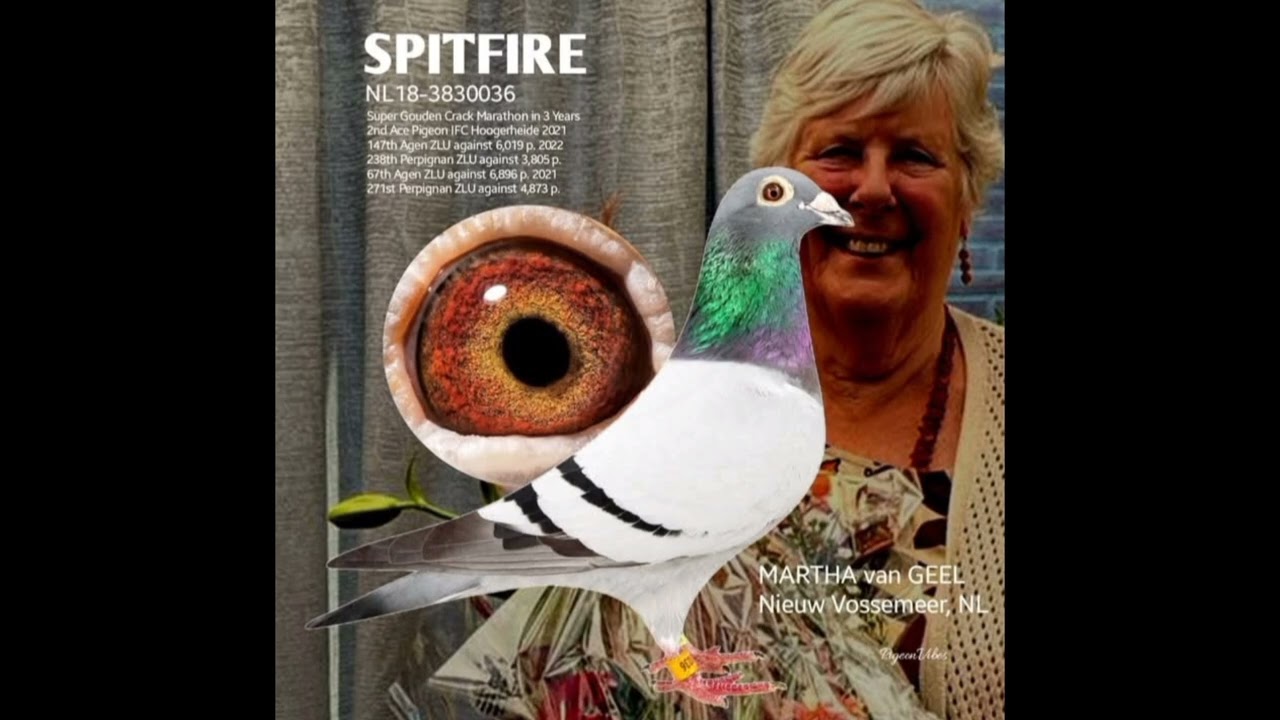 Martha Van Geel. El podcast colombófilo 