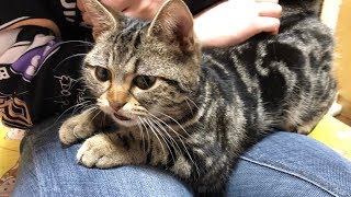 妹に膝枕されて最高に幸せそうな顔をする子猫