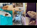 Best Pets On TikTok