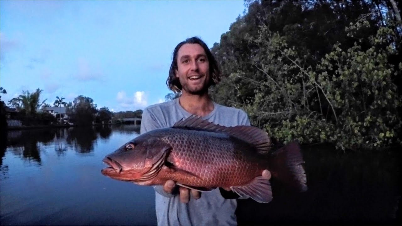 The Search for a Monster Mangrove Jack