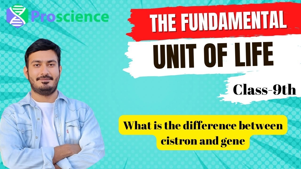 What is the difference between cistron and gene