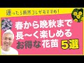 春から晩秋まで長〜く楽しめるお得な花苗５選