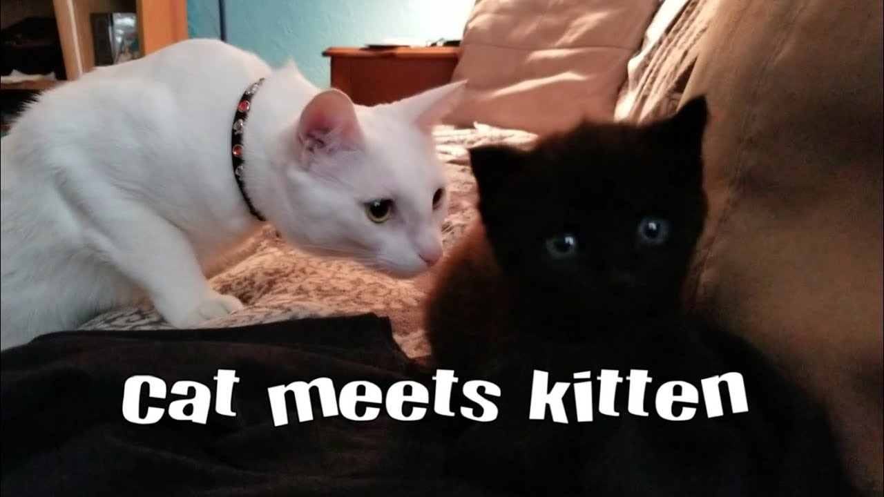 Cat meets kitten for the first time! - YouTube